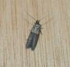Blastobasis sp.